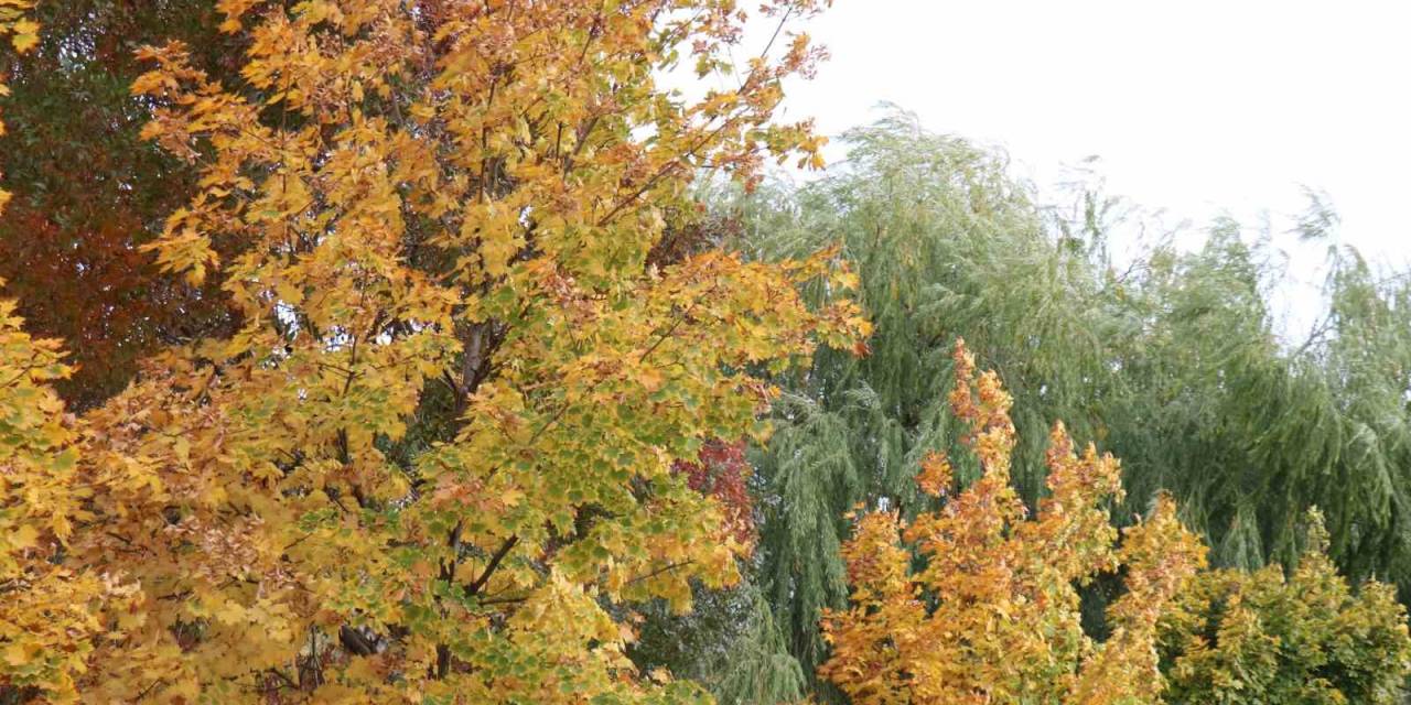 Kırşehir’de Sonbahar Güzelliği: Renk Cümbüşü Ortaya Çıktı