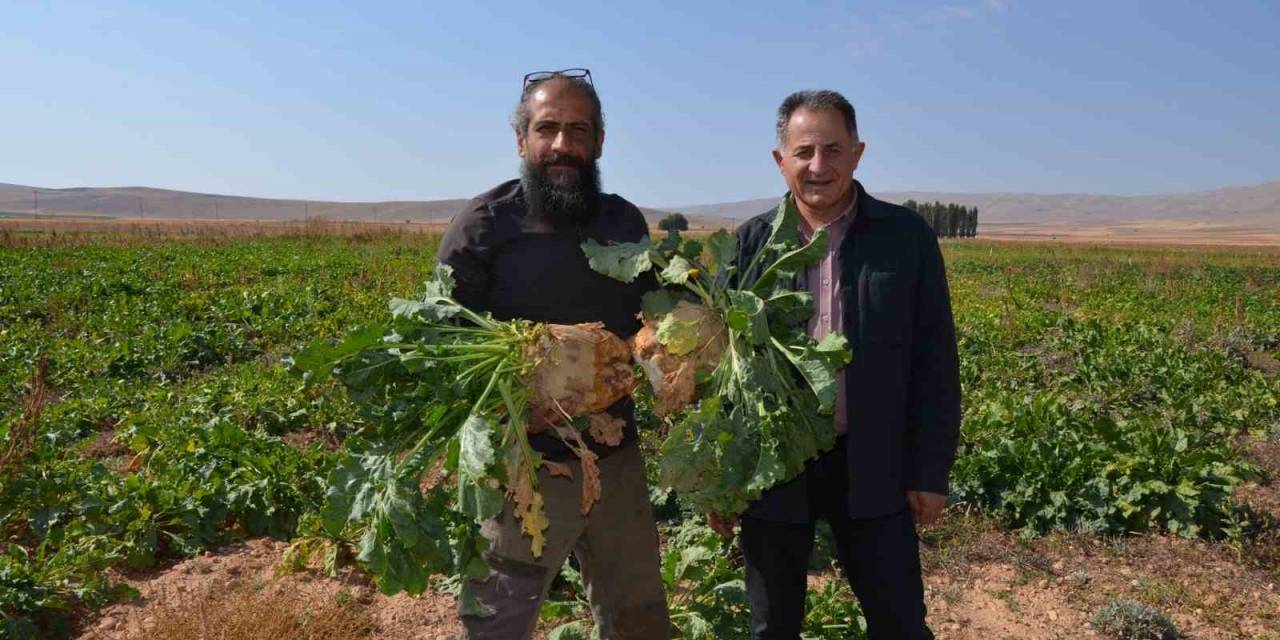 Şeker Pancarında Verim Yüz Güldürdü
