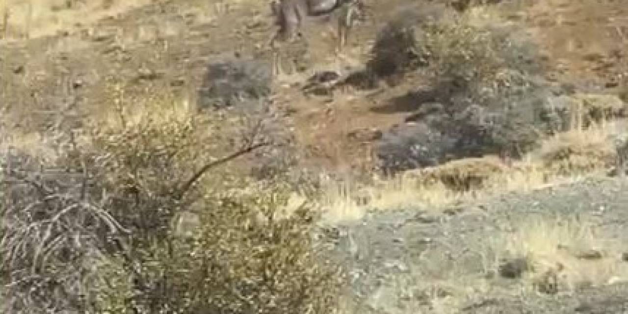 Burdur’da İlk Kez Geyik Gören Vatandaş Şaşkınlığını Gizleyemedi