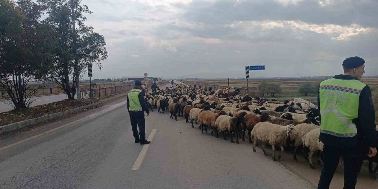 Jandarma Ekipleri Hayvanlar İçin Güvenli Geçiş Sağladı