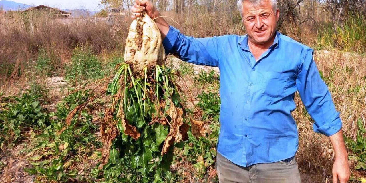 Hisarcık’ta Pancar Söküm Mesaisi