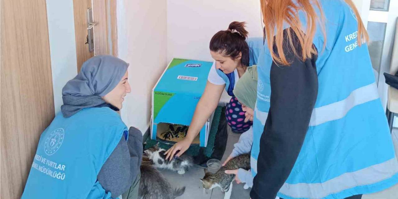 Öğrenciler Kış Öncesi Sokak Hayvanları İçin Barınak Yaptı