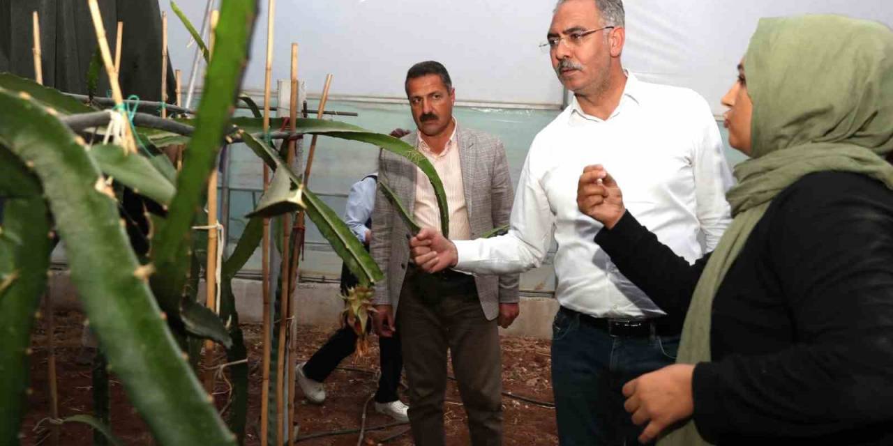 Şanlıurfa’da Ejder Meyvesi Yetiştiriliyor