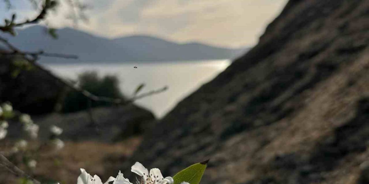 Aydın Ve Muğla’da Meyve Ağaçları Yeniden Çiçek Açtı