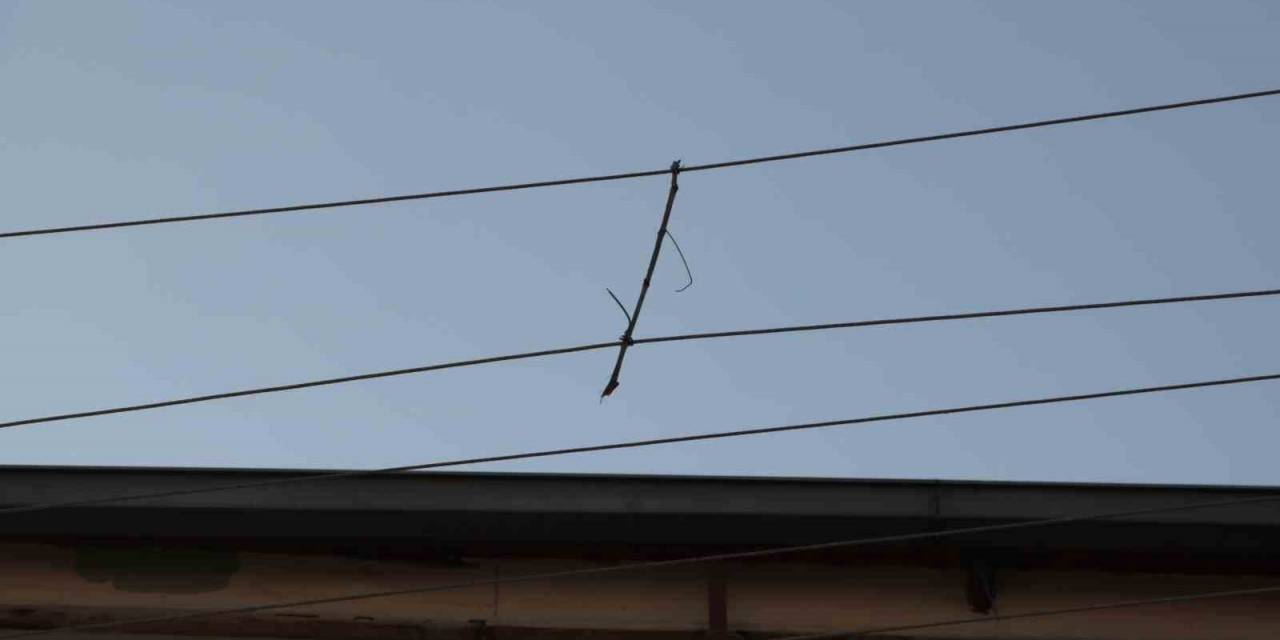 Elektrik Telleri Birbirine Değmesin Diye ‘Ağaç Dalı’ İle Bağlanmış