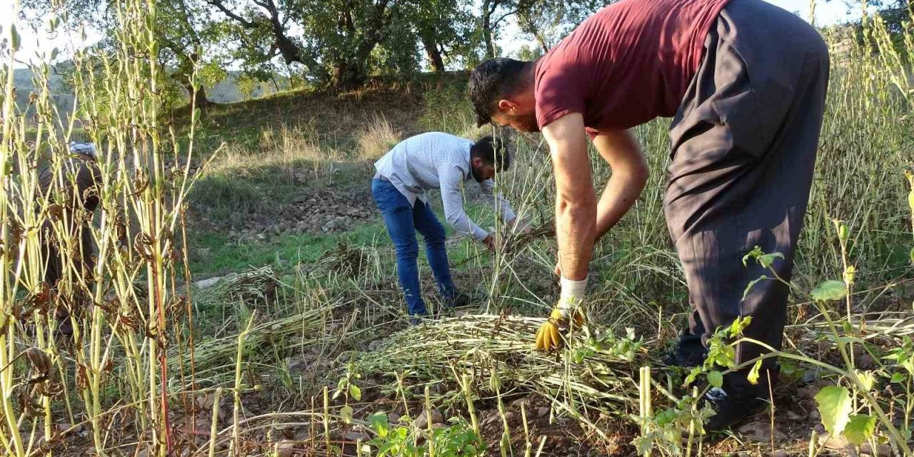Irak’ın Sıfır Noktası Derecik İlçesinde Susam Hasadı Başladı