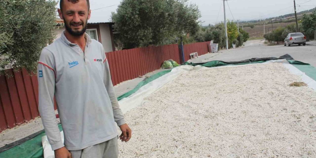 Manyas’ın Coğrafi İşaretli Kazak Fasulyesinde Hasat Başladı