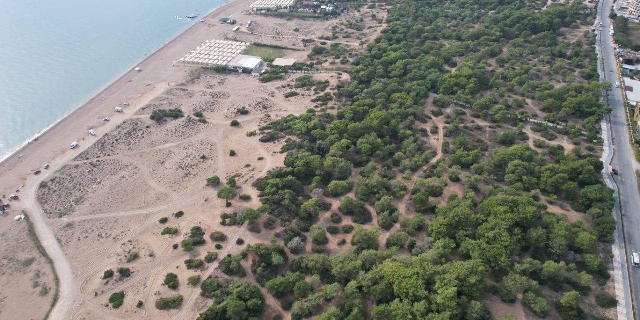 Manavgat’ta Çam Kese Böceği Kabusu: 600 Çamı Kuruttular