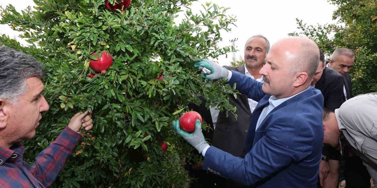 Samsat’ta Nar Hasadı Başladı