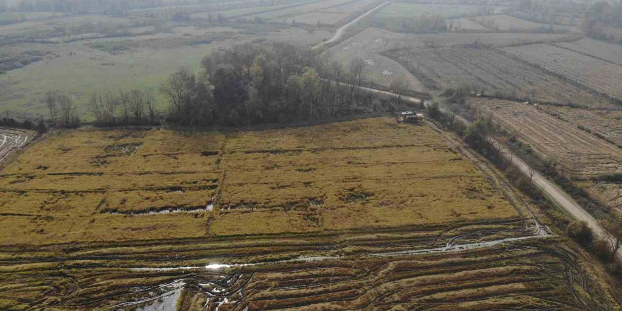 Siyah Pirinç Hasadına Başlandı