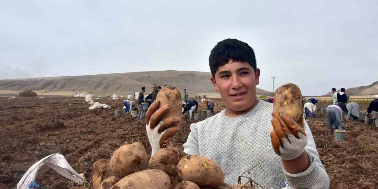Türkiye’nin Patates Ambarlarından Olan Ahlat’ta Hasat Başladı