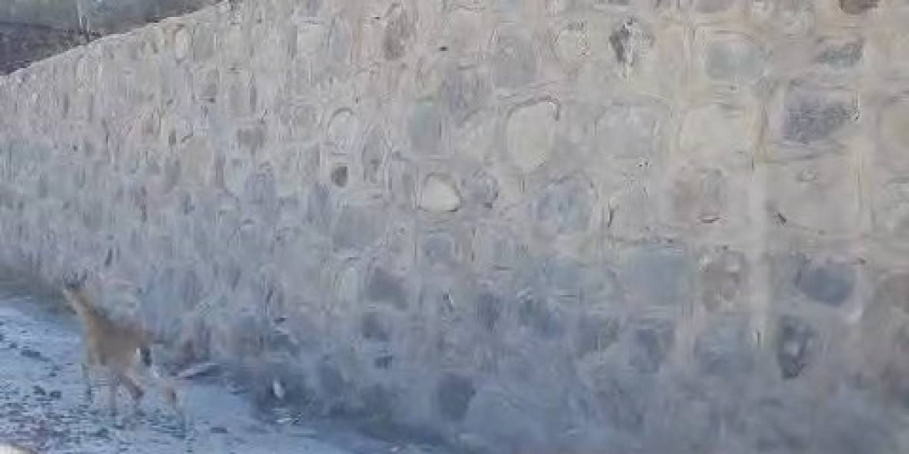 Gümüşhane’de Yaban Keçileri İlçe Merkezine İndi