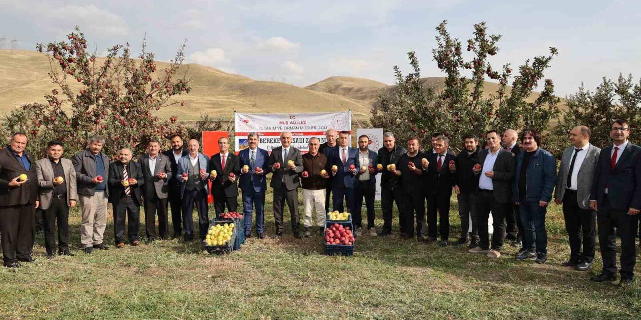 Aromasını Gece Ve Gündüz Arasındaki Sıcaklık Farkından Alan Elmanın Hasadı Yapıldı