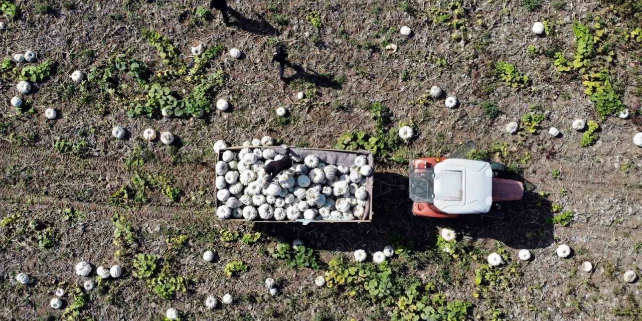 Coğrafi İşaretli Meşhur Sakarya Kabağında Hasat Zamanı