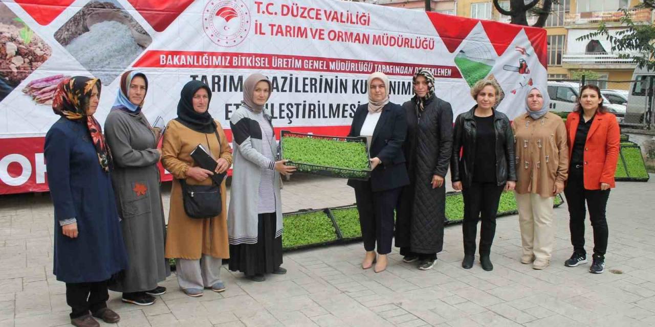 350 Bin Marul Fidesi Dağıtıldı