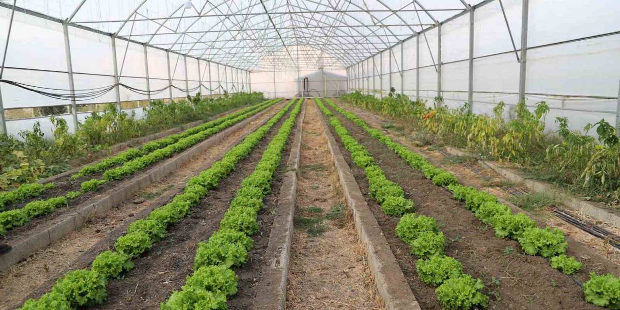 Çukurca Seralarında 4 Mevsim Üretim Yapılıyor