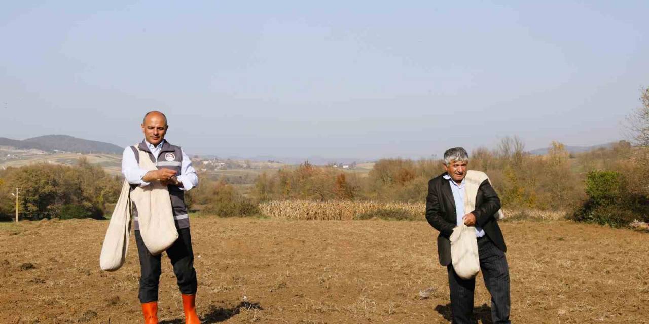 Körfezli Çiftçilere Sertifikalı Buğday Tohumu Dağıtılacak