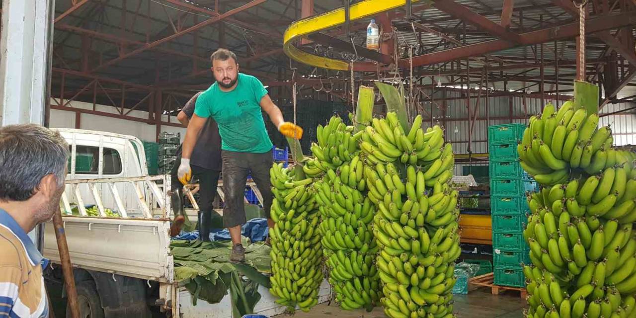 Alanya’da Muz Hasadı Başladı, Rekoltenin 150 Bin Tonu Bulması Bekleniyor
