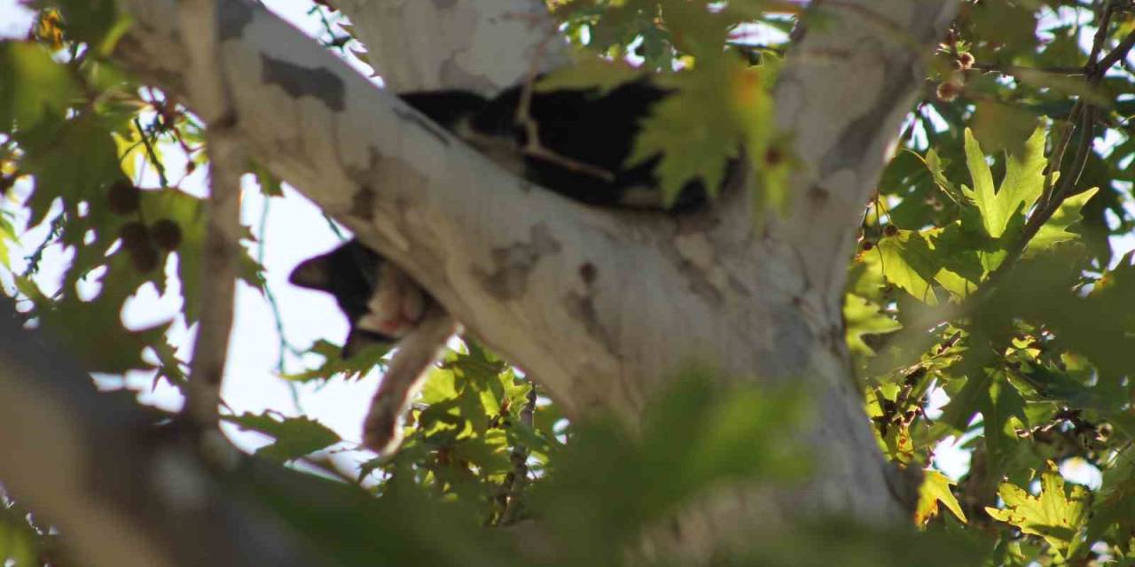 Ağaçta Mahsur Kalan Kedi Aşağı Atlayınca Yürekleri Ağızlara Getirdi