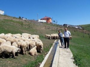 Ordu’da Kurban Fiyatı 600 Lira