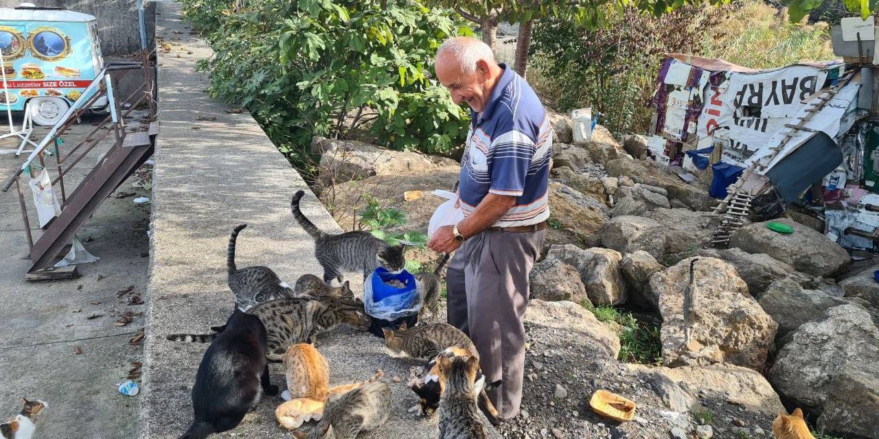 Emekli İşçi, 100 Kedinin ’dedesi’ Oldu, Maaşını Onlar İçin Harcıyor