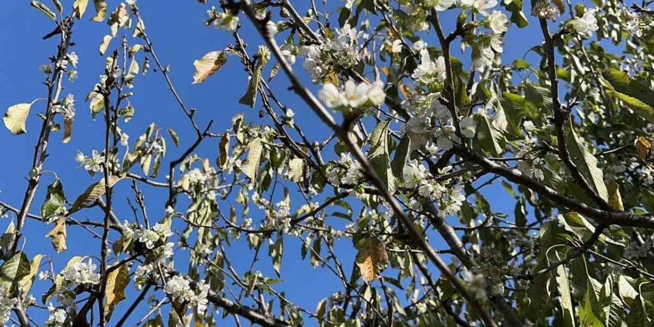 Mevsimleri Şaşıran Kiraz Ağaçları Çiçek Açtı