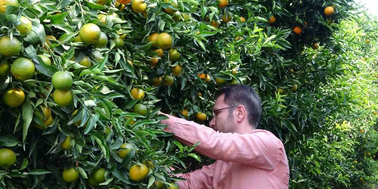 Mandalinada Bu Yıl Verim Yüksek, Fiyat Ucuz