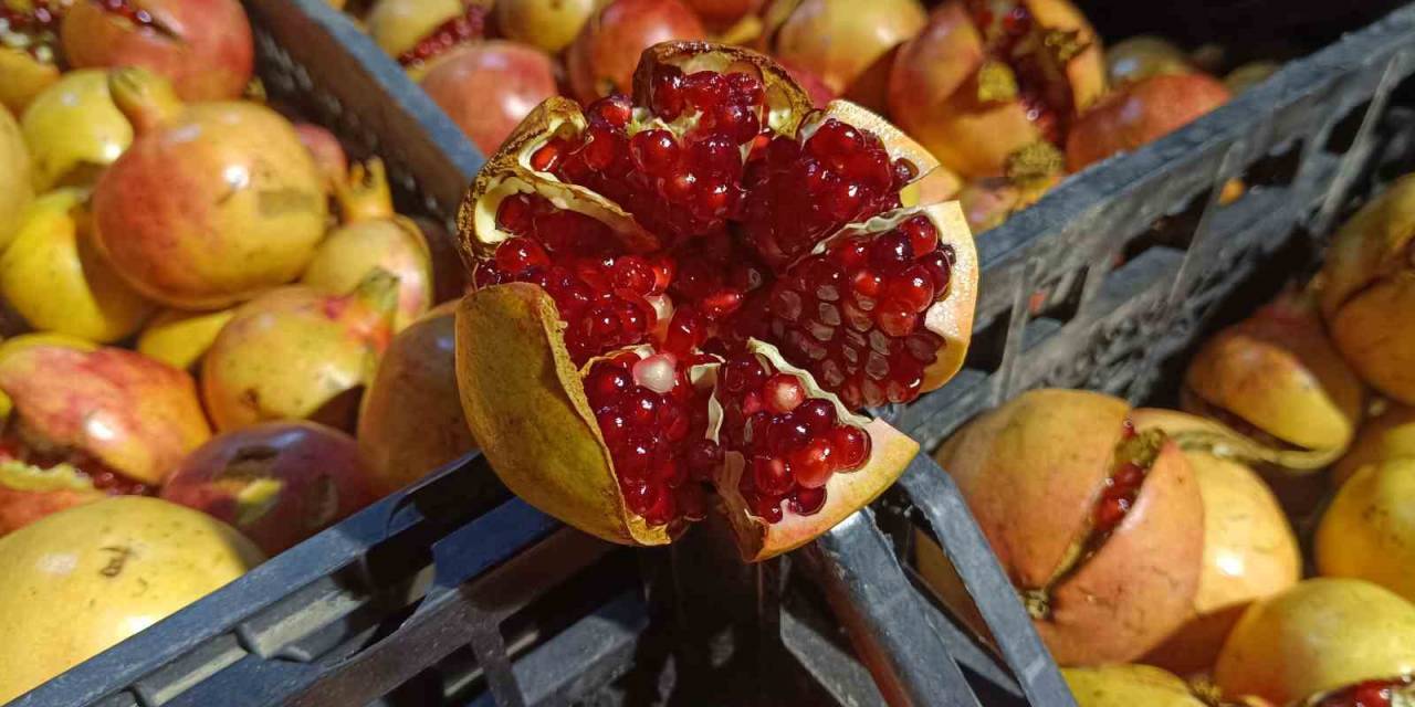 Siirt’in Zivzik Narı Hasadına Başlandı