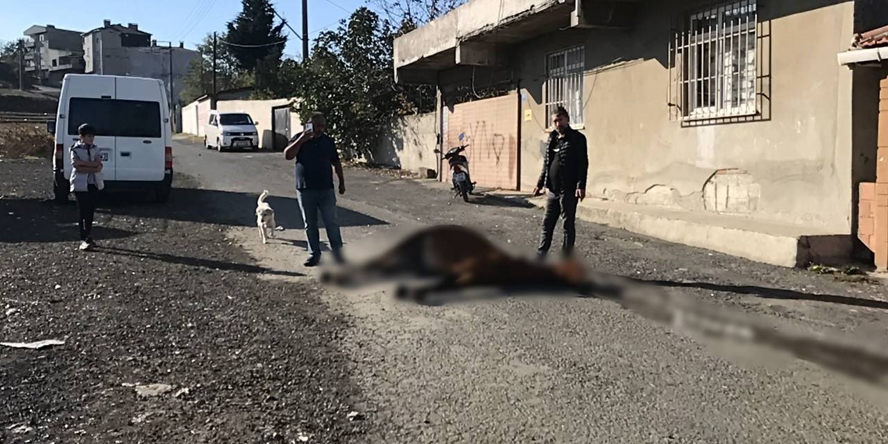 Görenlerin İçi Acıdı: Yol Ortasında Ölüme Terk Edildi