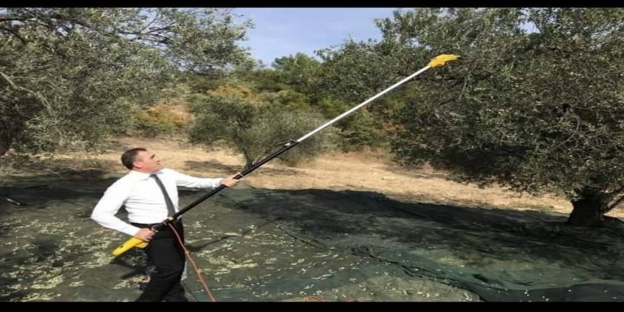 Burhaniye Kaymakamı Memiş, Zeytin Hasadına Katıldı
