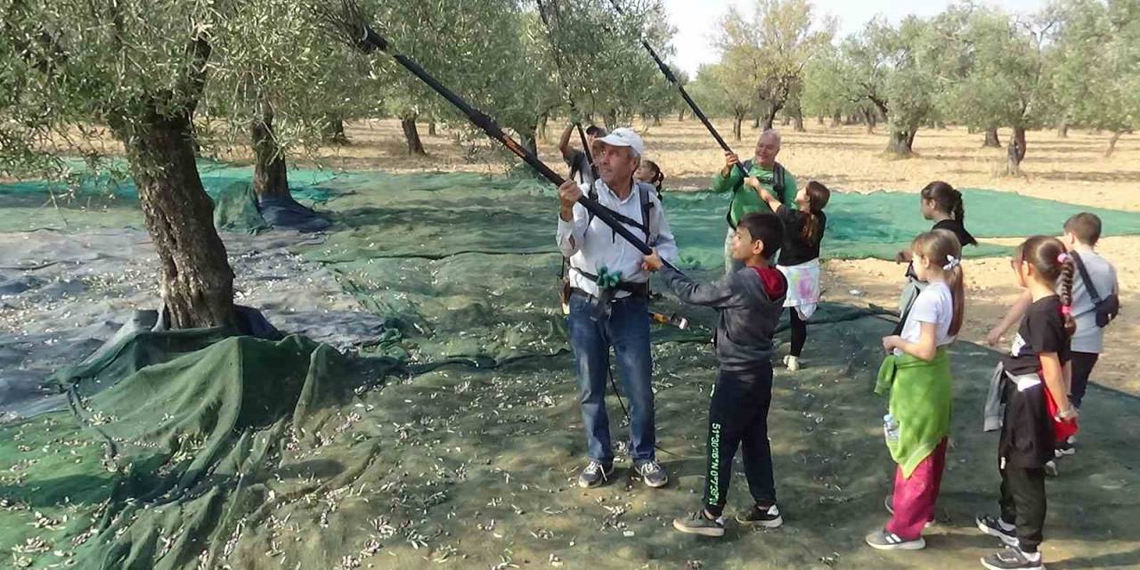 Öğrenciler Zeytin Hasadı Yapıp, Zeytinin Yağa Dönüşme Serüvenine Tanıklık Ettiler