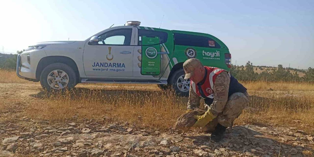 Yaralı Kızıl Şahin Tedavi Altına Alındı