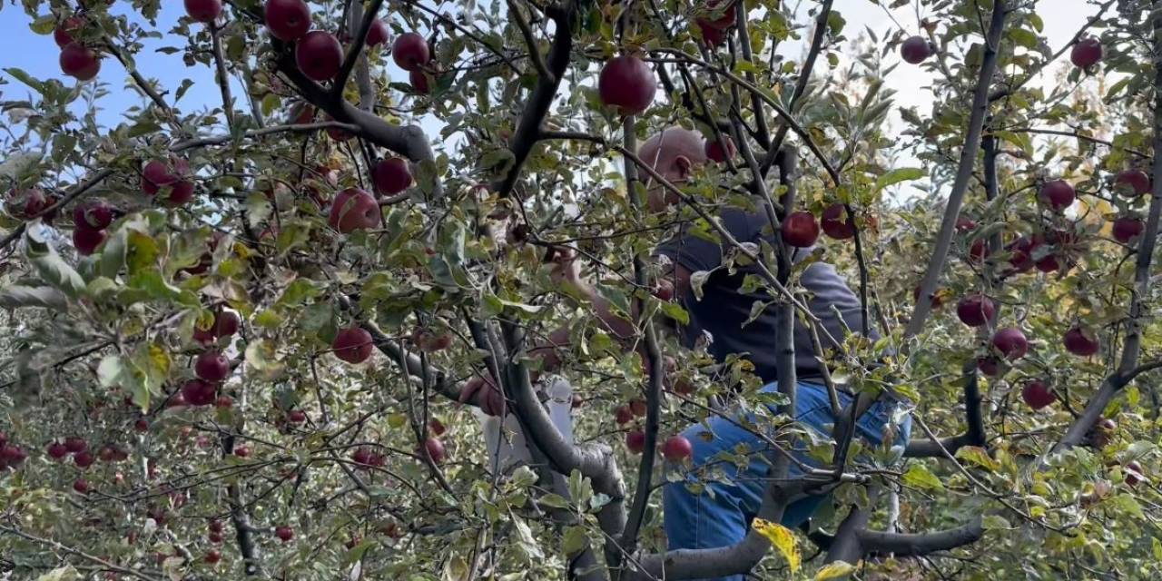 Tatvan’da Elma Hasadı