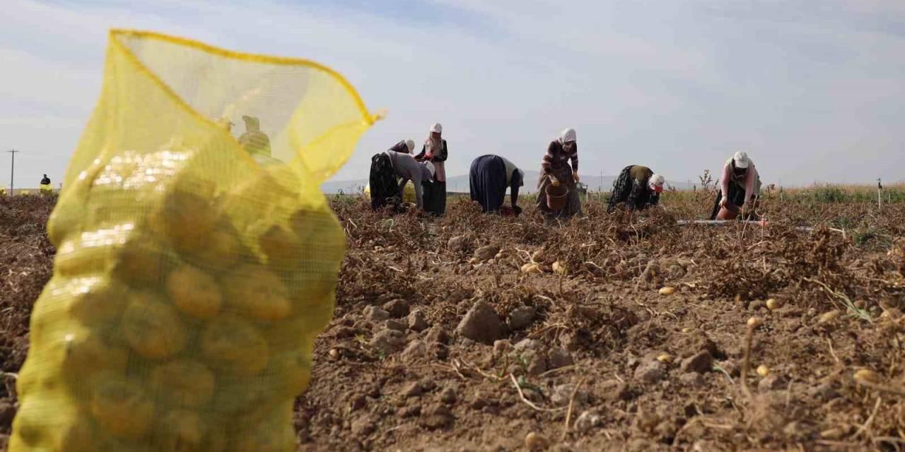 Bu Köy Geçimini Patates Üretiminden Sağlıyor