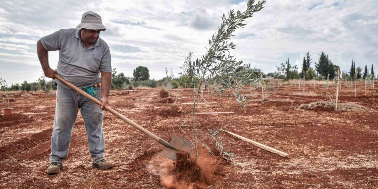 Kepez’e 30 Bin Zeytin Fidanı Dikilmesi Planlanıyor