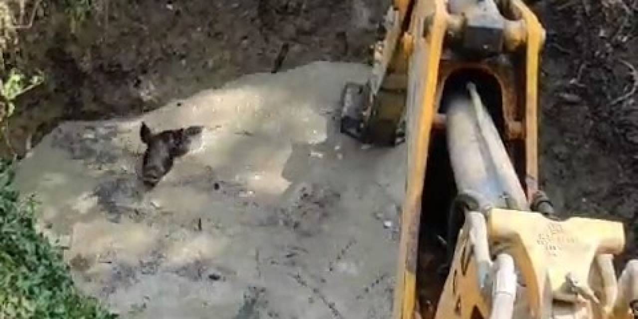 Sulama Havuzuna Düşen 3 Domuz İş Makinesi İle Kurtarıldı