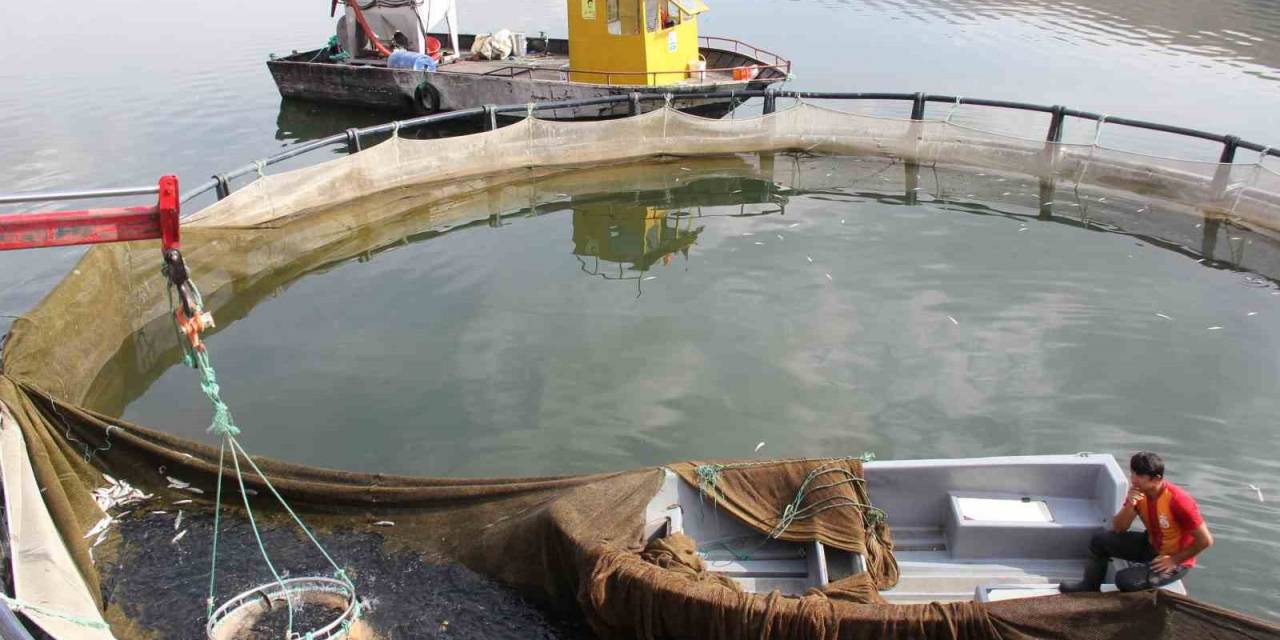 Çat Barajı Soğuk Suyu İle Kafes Balıkçılığının Vazgeçilmezi