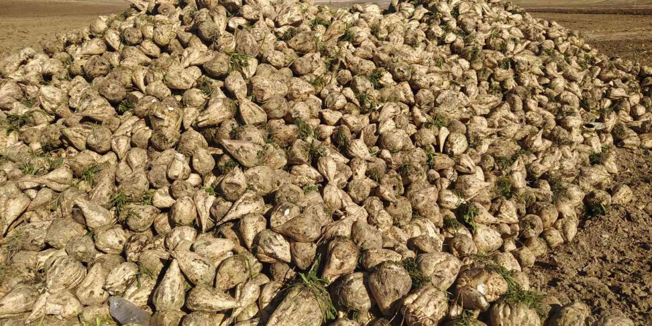 Sivas’ta En Tatlı Hasat Başladı