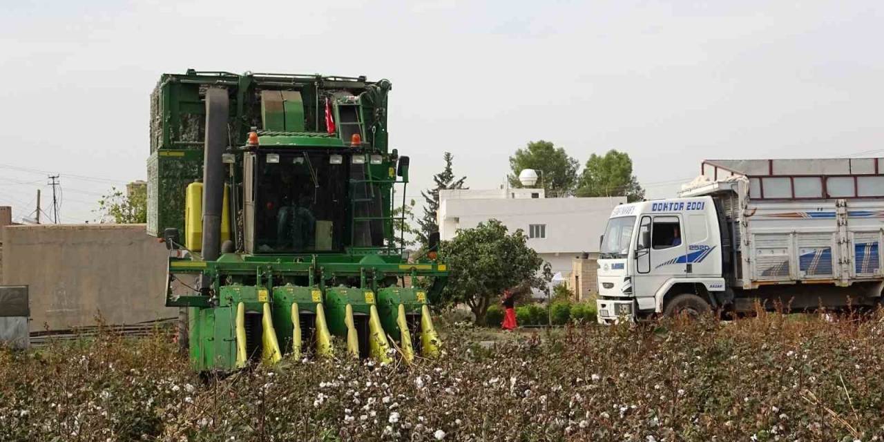 Mardin’de 50 Bin Dönümde Ekilen ’beyaz Altın’ın Hasadına Başlandı