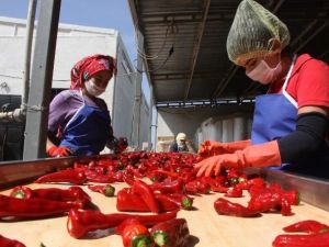 İnegöl’den Hollanda’ya Salça İhracatı
