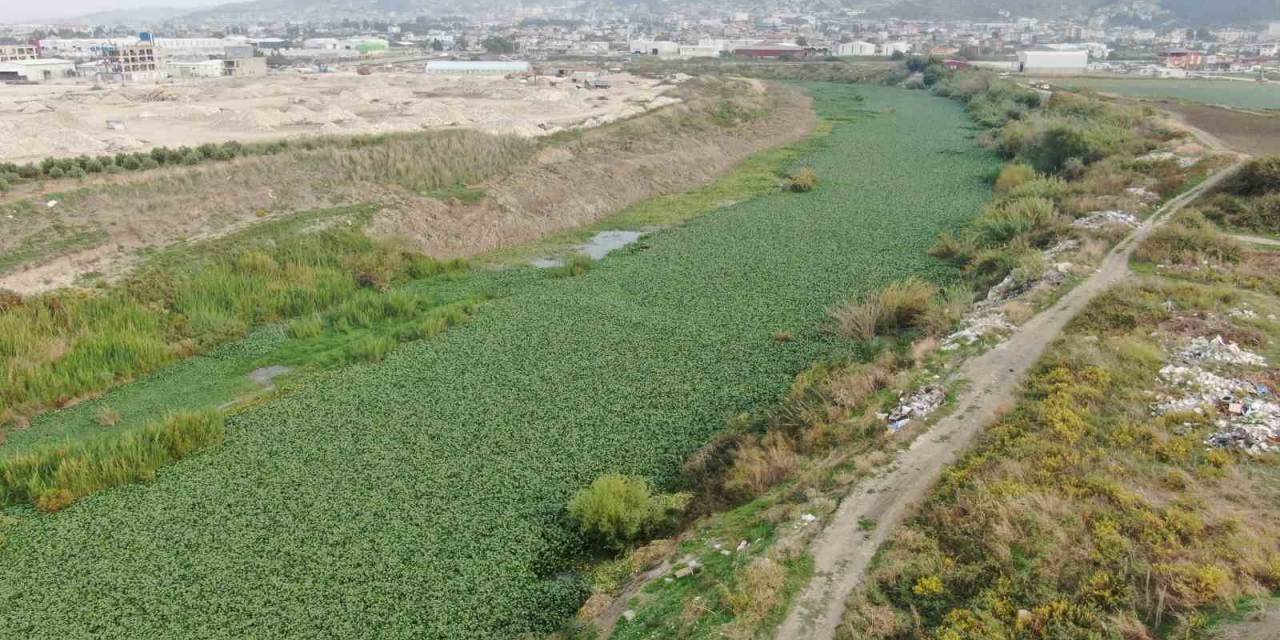 Su Sümbülleri Asi Nehri’ni Kaplamaya Devam Ediyor, Su Adeta Görünmez Hale Geldi