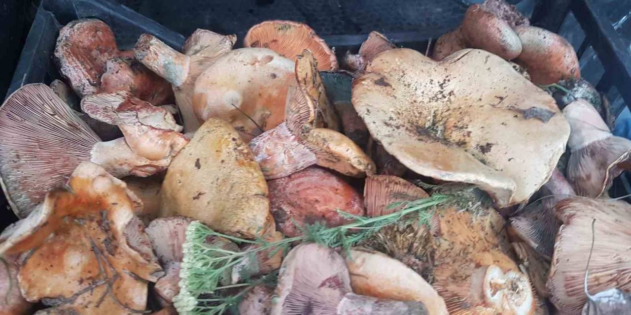 Gediz’de Mantar Bereketi