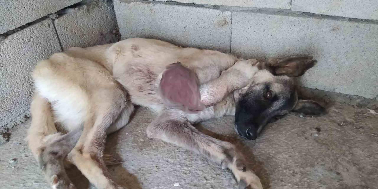 Ayağı Kangren Olan Köpeğe 1,5 Saatlik Ameliyat