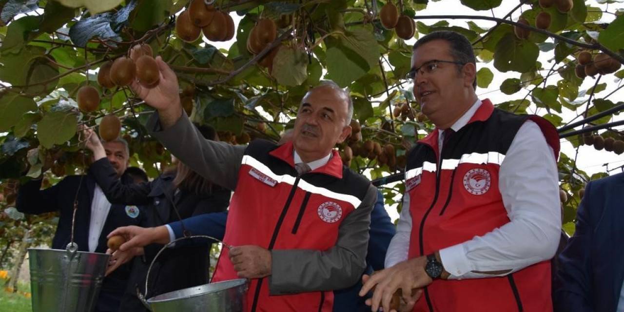 Ordu’da Kivi Hasadı Başladı