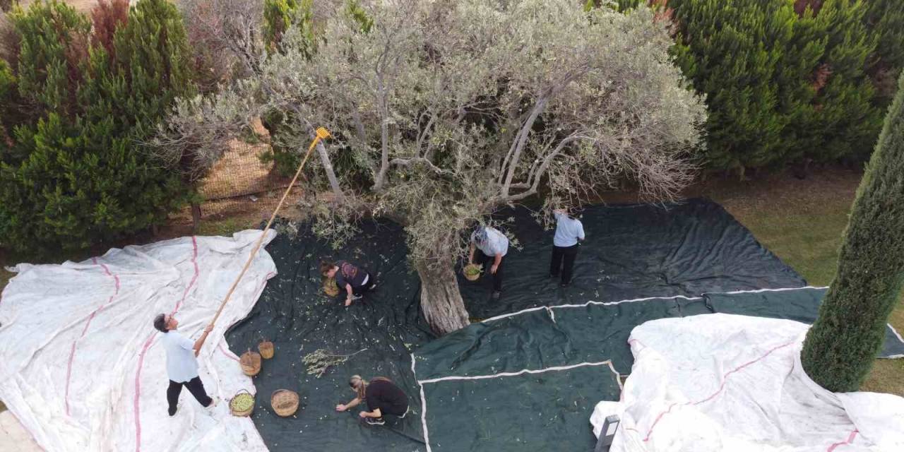800 Yıllık Zeytin Ağaçlarından Hasat Yapıldı