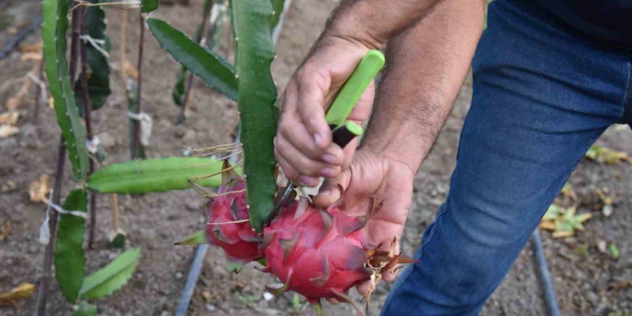 Egzotik Dünyanın Lezzeti Ejder Meyvesi Mustafakemalpaşa’da