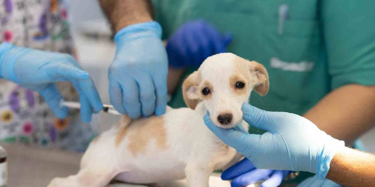 İlk Kamu Hayvan Hastanesi İzmir’de Açılıyor