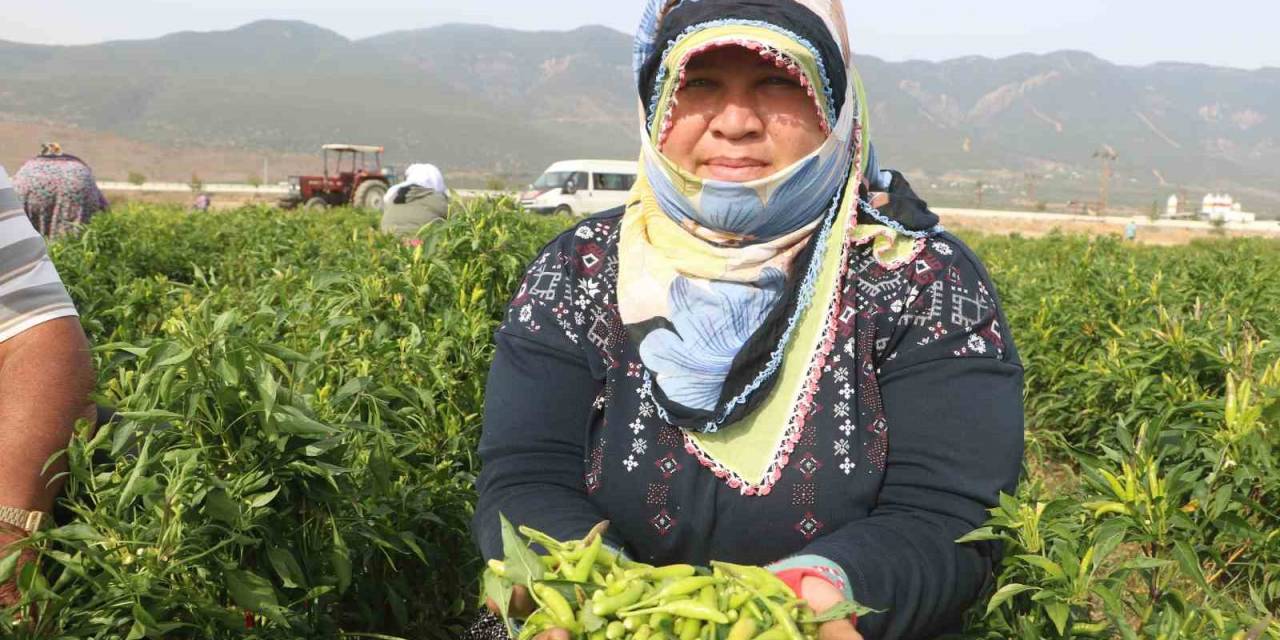 Deprem Kentinde ’en Acı’ Hasat