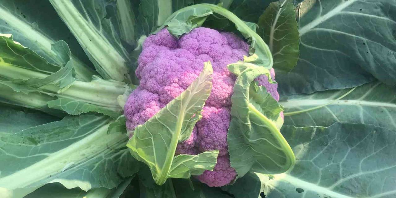 Batman’da Ekilen 70 Bin Fide Karnabahardan Biri Mor Olunca İlgi Odağı Oldu