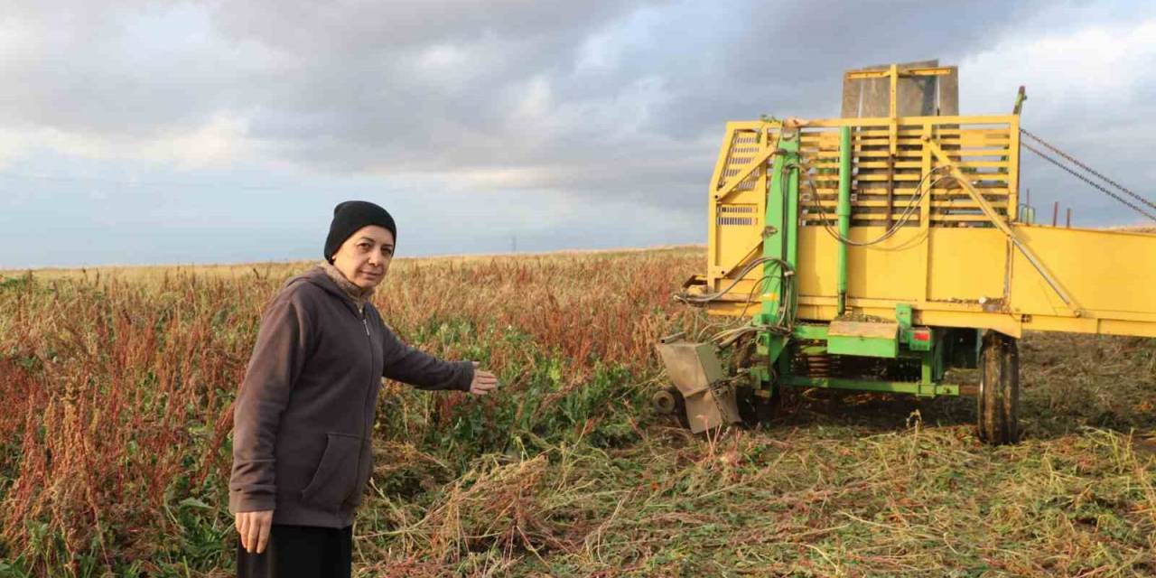Sandıklı’da Bu Yıl 100 Bin Ton Üzerinde Şeker Pancarı Rekoltesi Bekleniyor